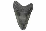 Bargain, Fossil Megalodon Tooth #168944-2